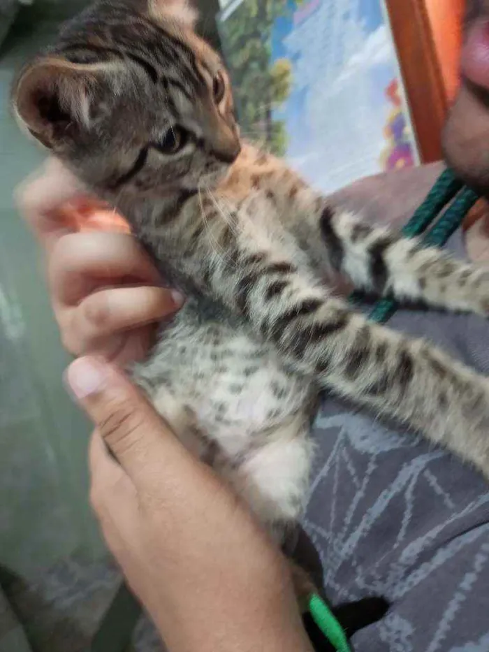 Gato ra a Srd idade 2 a 6 meses nome Frigga
