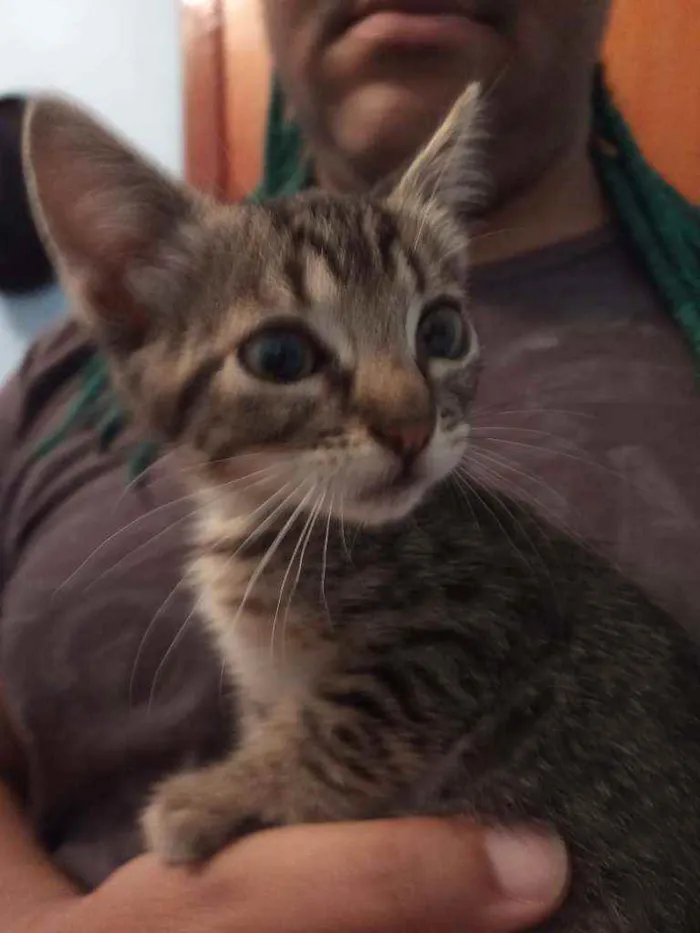 Gato ra a Srd idade 2 a 6 meses nome Frigga