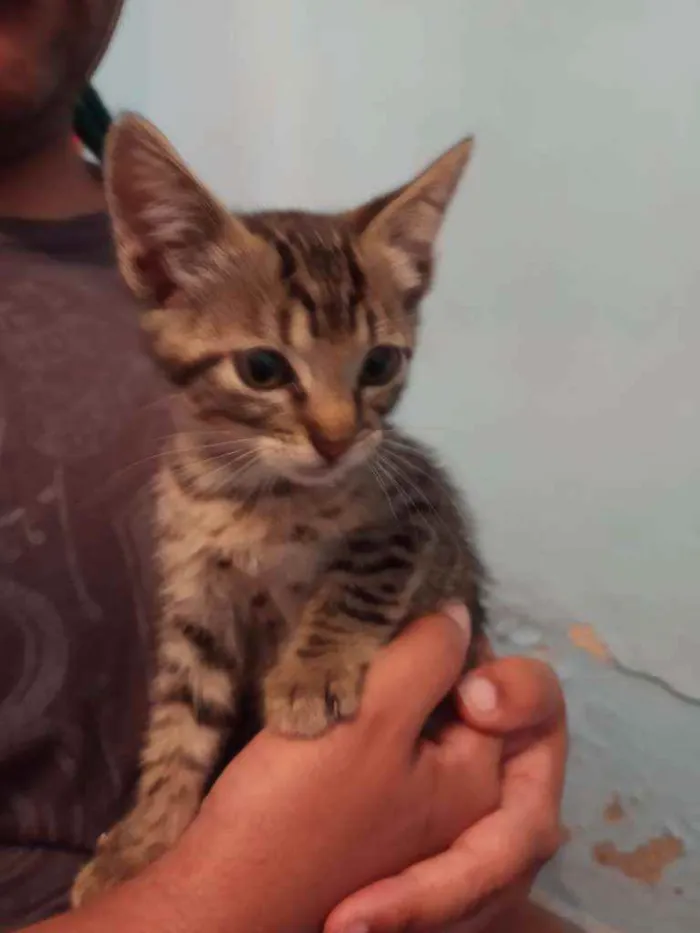 Gato ra a Srd idade 2 a 6 meses nome Frigga