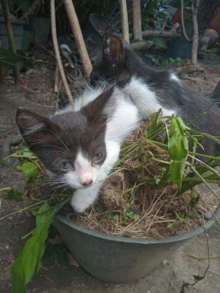 Gato ra a Sem raça idade 2 a 6 meses nome Não tem