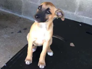 Cachorro raça SRD idade 2 a 6 meses nome Menina