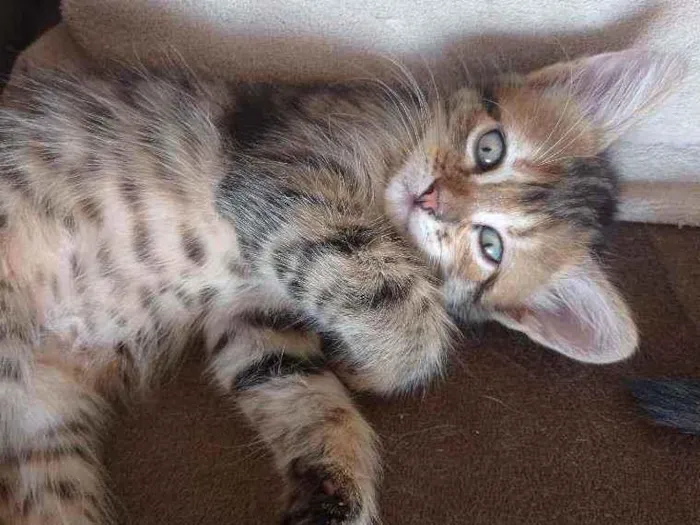 Gato ra a  idade Abaixo de 2 meses nome Mel. Nina. Indiana j