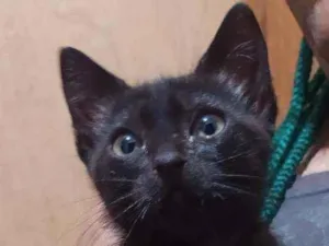 Gato raça Srd idade 2 a 6 meses nome Zeus