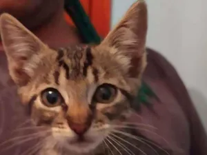 Gato raça Srd idade 2 a 6 meses nome Frigga