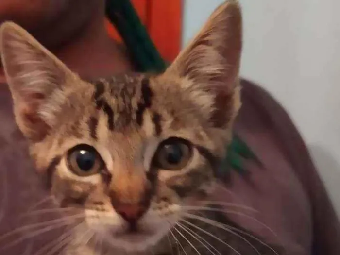 Gato ra a Srd idade 2 a 6 meses nome Frigga