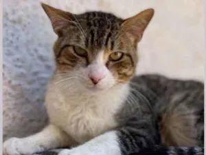 Gato raça SRD idade 1 ano nome FRANCISCO