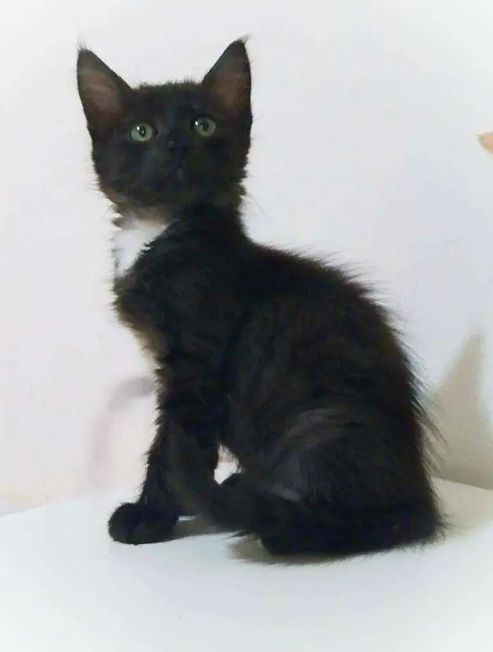 Gato ra a srd idade 2 a 6 meses nome Zack