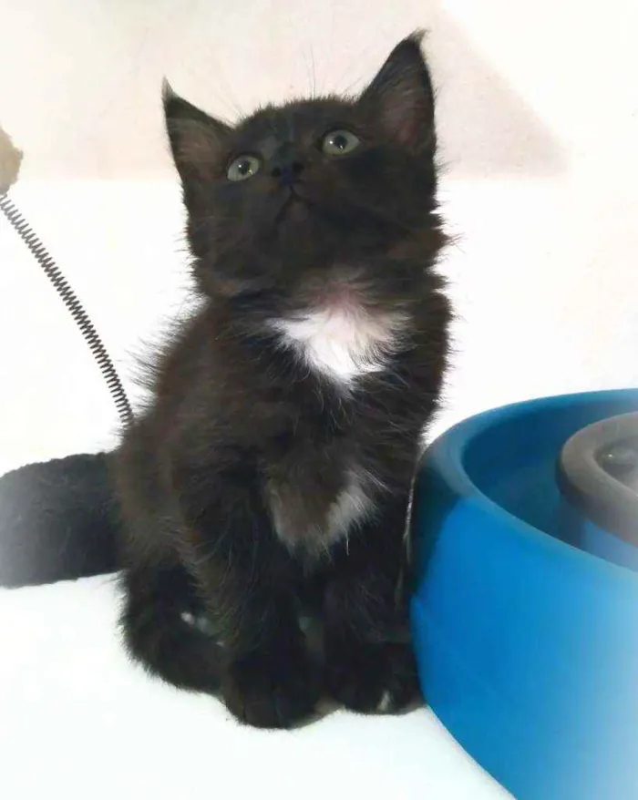 Gato ra a srd idade 2 a 6 meses nome Zack