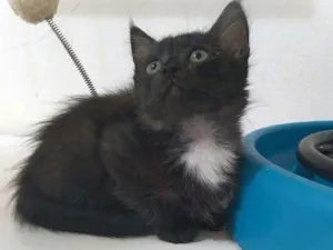 Gato raça srd idade 2 a 6 meses nome Zack
