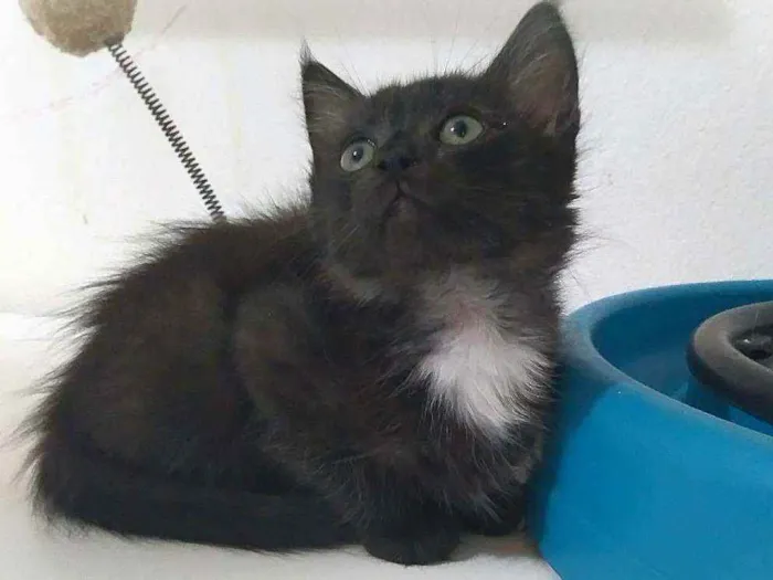 Gato ra a srd idade 2 a 6 meses nome Zack