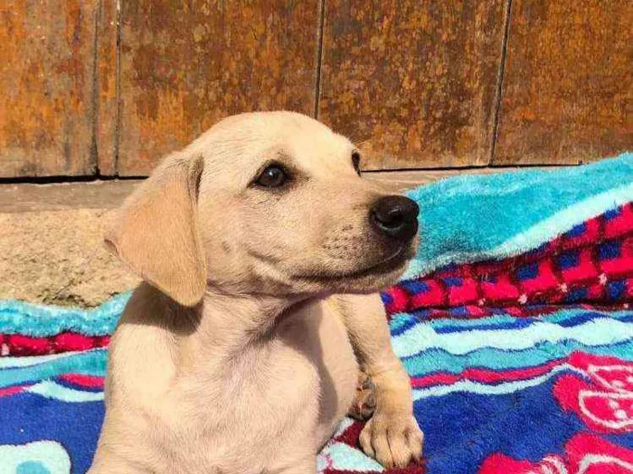 Cachorro raça SRD idade 2 a 6 meses nome SIMBA