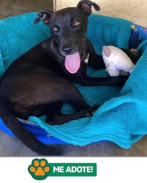 Cachorro raça SRD idade 1 ano nome FELICINHA