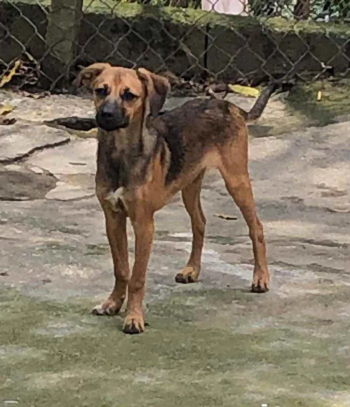 Cachorro raça SRD idade 2 a 6 meses nome CAJU
