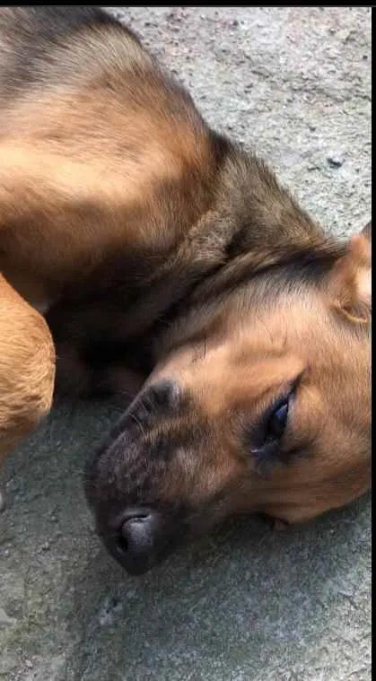 Cachorro raça SRD idade 2 a 6 meses nome CAJU