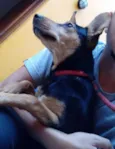 Cachorro raça SRD idade 1 ano nome KIARA