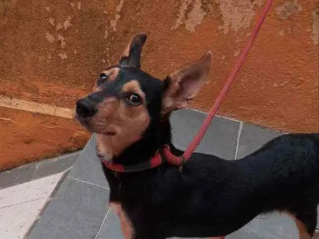 Cachorro raça SRD idade 1 ano nome KIARA