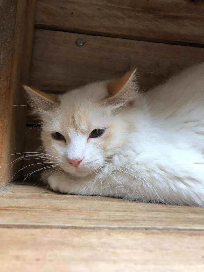 Gato raça SRD idade 1 ano nome SNOW