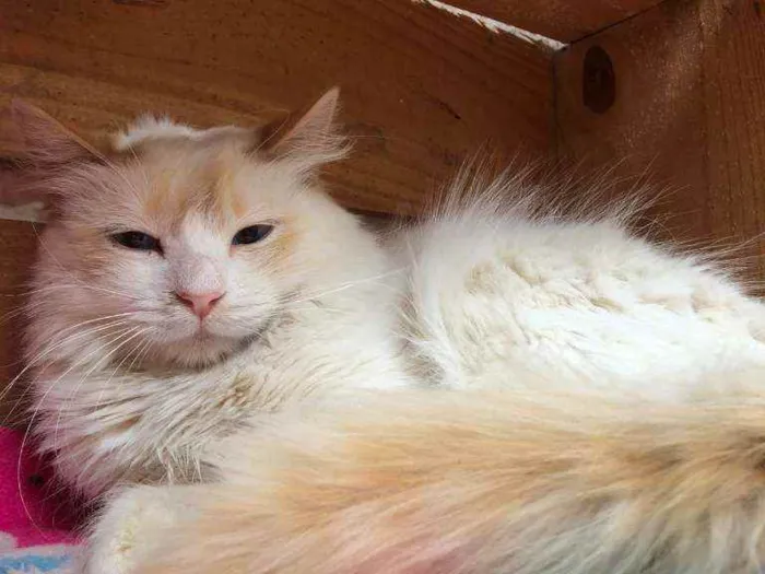 Gato raça SRD idade 1 ano nome SNOW