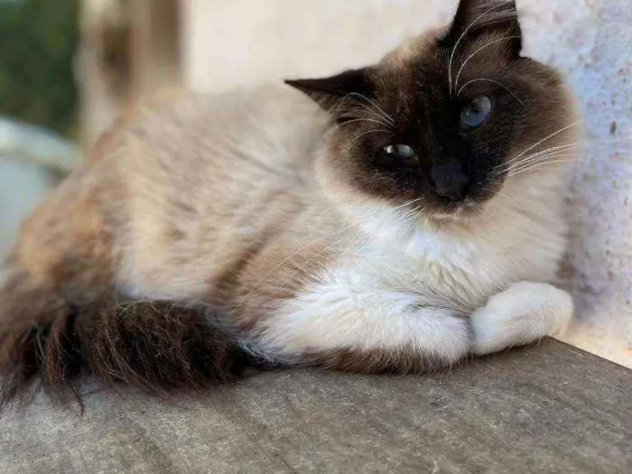 Gato raça SRD idade 1 ano nome ÔNIX