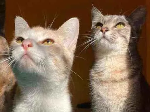 Gato raça SRD idade 7 a 11 meses nome LARA E LIA