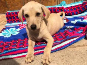 Cachorro raça SRD idade 2 a 6 meses nome SIMBA