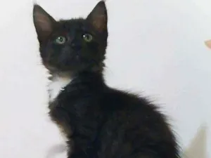 Gato raça srd idade 2 a 6 meses nome Zack