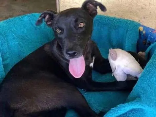 Cachorro raça SRD idade 1 ano nome FELICINHA