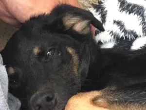 Cachorro raça SRD idade 2 a 6 meses nome AMORA