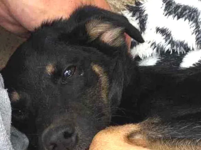 Cachorro raça SRD idade 2 a 6 meses nome AMORA