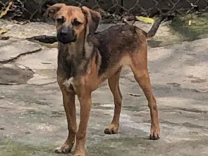 Cachorro raça SRD idade 2 a 6 meses nome CAJU