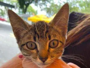 Gato raça Srd idade Abaixo de 2 meses nome Alice