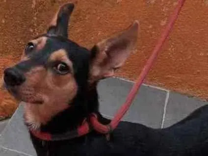 Cachorro raça SRD idade 1 ano nome KIARA