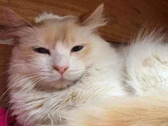 Gato raça SRD idade 1 ano nome SNOW