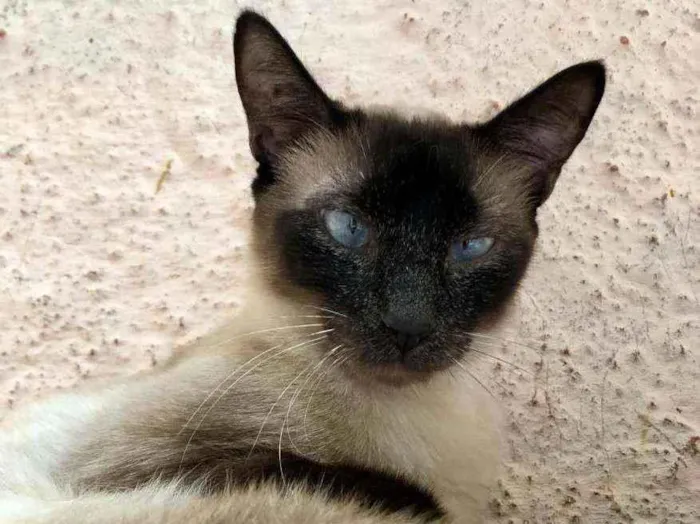 Gato raça SRD idade 7 a 11 meses nome KLAUS