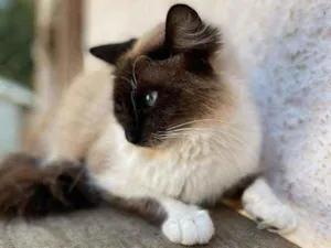 Gato raça SRD idade 1 ano nome ÔNIX