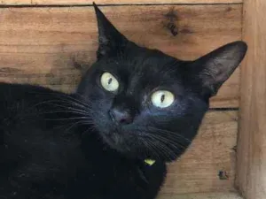 Gato raça SRD idade 7 a 11 meses nome MARIA