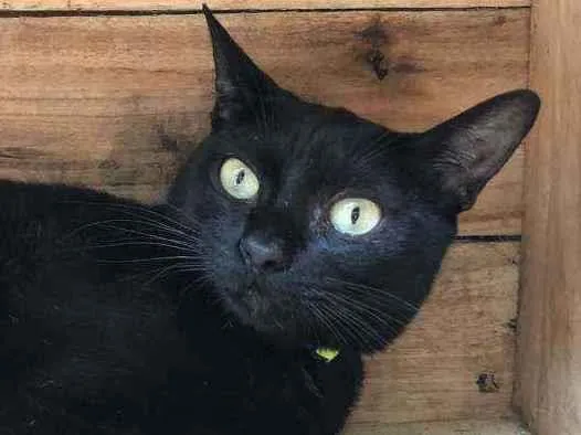 Gato raça SRD idade 7 a 11 meses nome MARIA