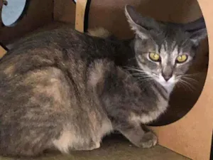 Gato raça SRD idade 7 a 11 meses nome Lua