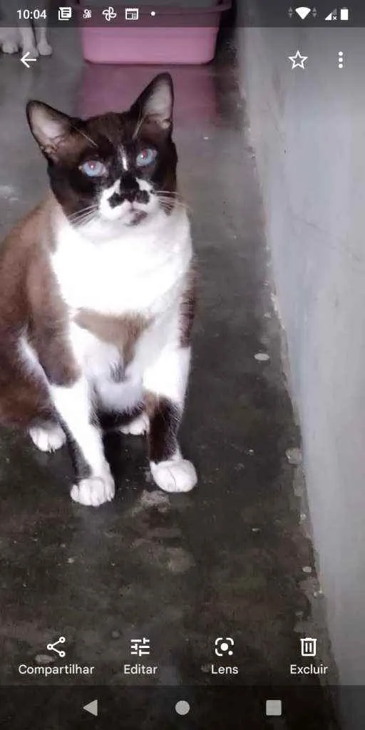 Gato ra a Siamês idade 3 anos nome Tom