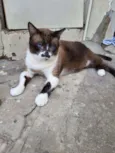 Tom