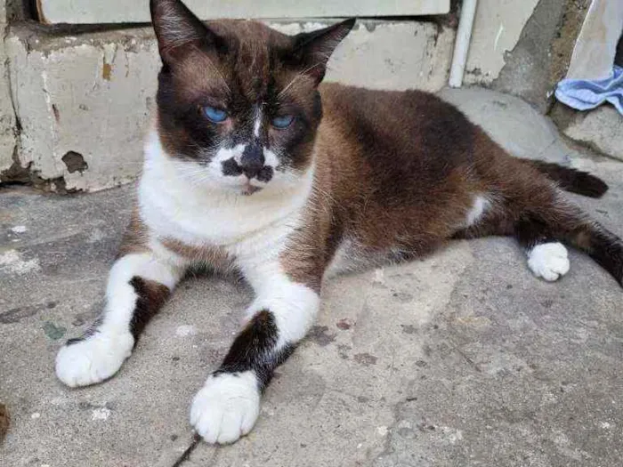 Gato ra a Siamês idade 3 anos nome Tom