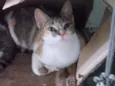 Magali