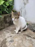 Sofy