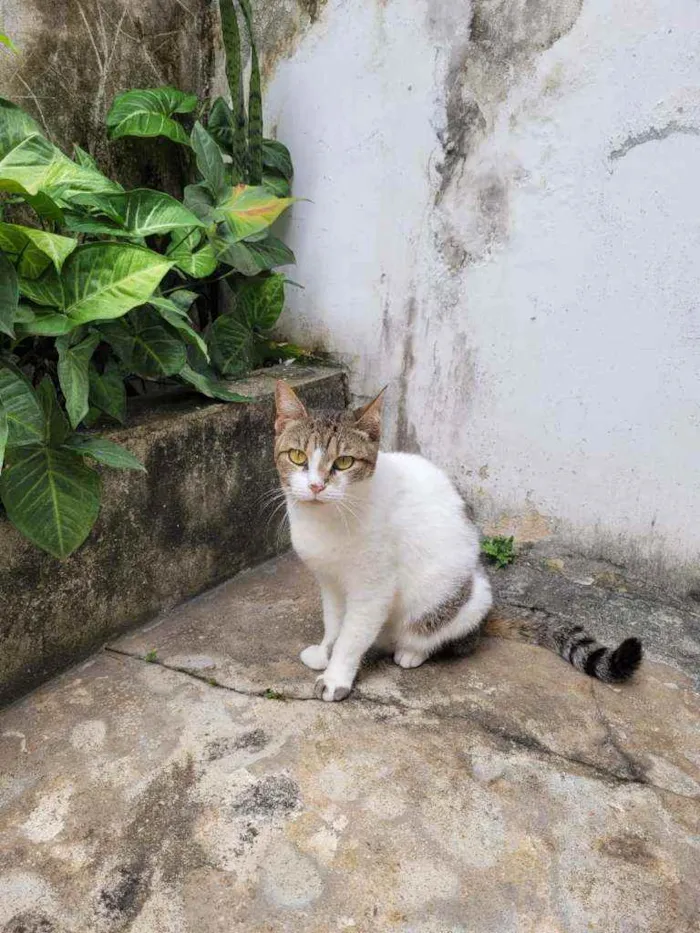 Gato ra a Srd  idade 3 anos nome Sofy