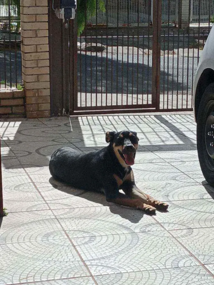 Cachorro ra a vira lata com rottweiler idade 1 ano nome Preta