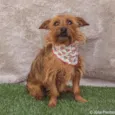 Mel