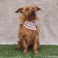 Mel
