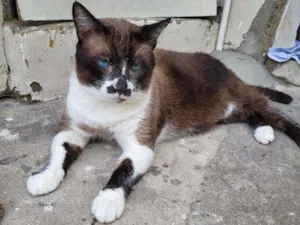 Gato raça Siamês idade 3 anos nome Tom