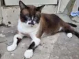 Tom