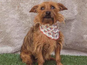 Cachorro raça SRD idade 1 ano nome Mel
